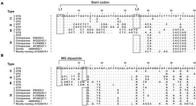 The Genotype (A to H) Dependent N-terminal Sequence of HBV Large Surface Protein Affects Viral Replication, Secretion and Infectivity